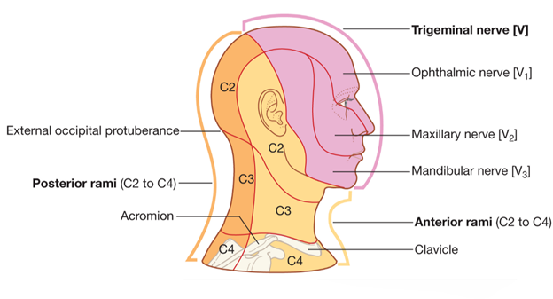 Trigeminal Neuralgia (TN)