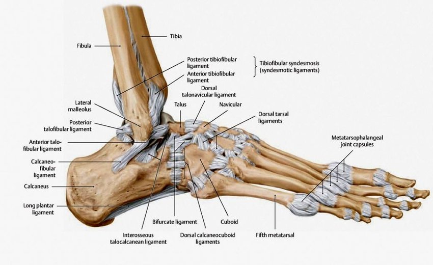 Outside right foot view of ligaments and bones