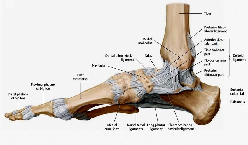 Inside right foot view of ligaments and bones