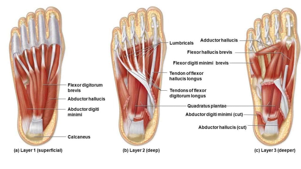 muscle and tendons view of right foot